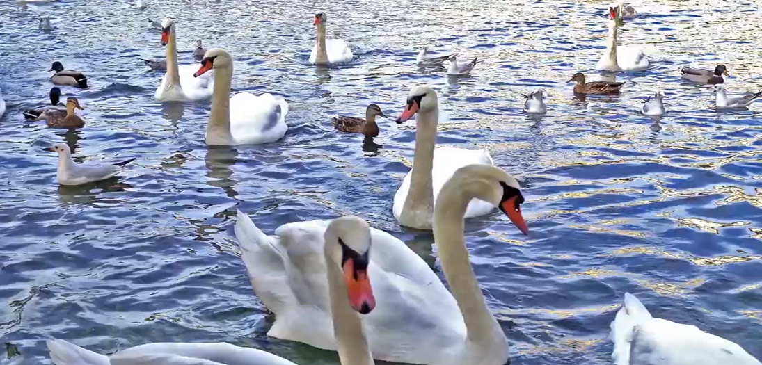 For Your Consumption Pleasure...GYULA TECH VIDEO